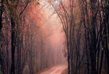 开云体育-戴维斯杯逆转拉沃尔杯，梅德韦杰夫点燃赛场