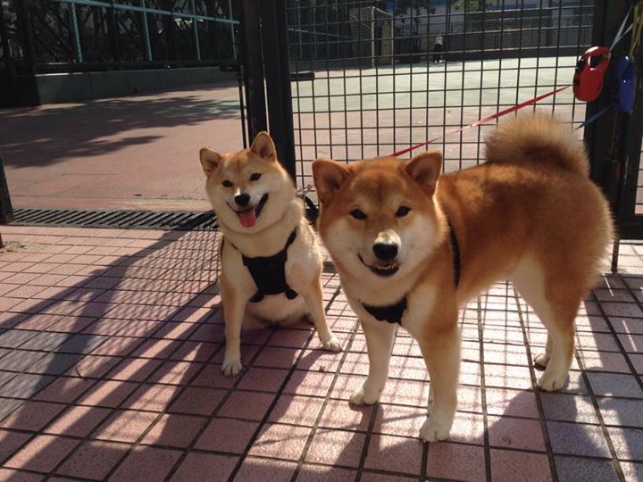 F1引擎轰鸣与篮球巨星闪耀,利拉德如何抢走揭幕战之夜的风头?